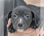 Small Photo #2 American Staffordshire Terrier-Labrador Retriever Mix Puppy For Sale in Huntley, IL, USA