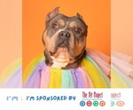 Small Photo #4 American Staffordshire Terrier Puppy For Sale in Fort Lauderdale, FL, USA