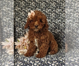 Cavapoo Puppy for Sale in NOTTINGHAM, Pennsylvania USA