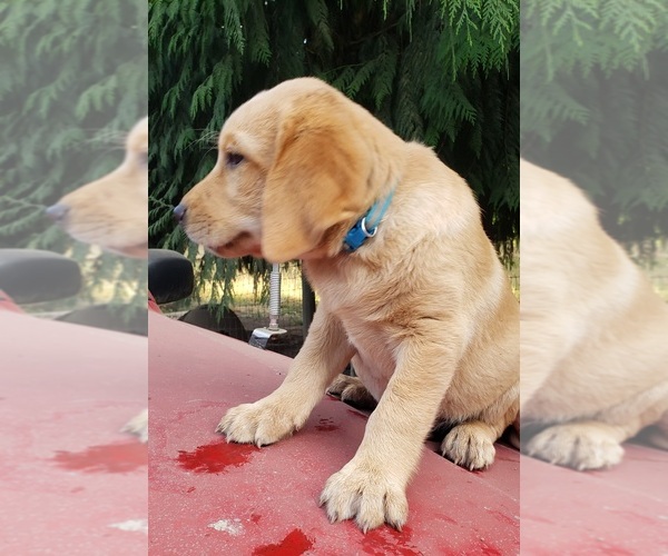 Medium Photo #3 Labrador Retriever Puppy For Sale in OLYMPIA, WA, USA