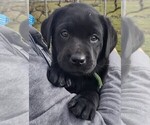 Small Photo #1 Labrador Retriever Puppy For Sale in SENECA FALLS, NY, USA
