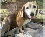Small #4 Beagle