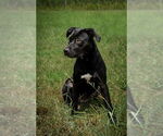 Small #5 Mutt
