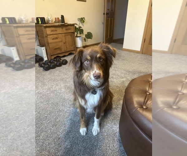 Medium Photo #1 Australian Shepherd Puppy For Sale in REEDSBURG, WI, USA