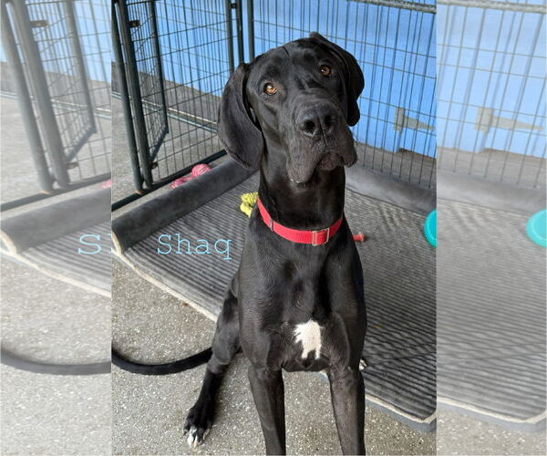 Medium Photo #2 Great Dane Puppy For Sale in Palm Beach, FL, USA