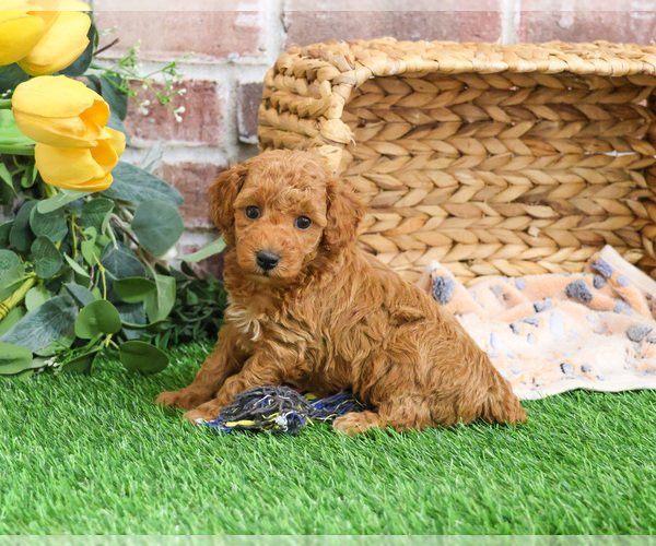 Medium Photo #5 Poodle (Miniature) Puppy For Sale in SYRACUSE, IN, USA