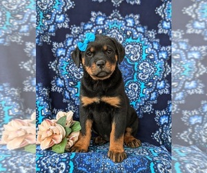 Rottweiler Puppy for sale in CHRISTIANA, PA, USA