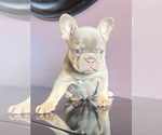 Small French Bulldog