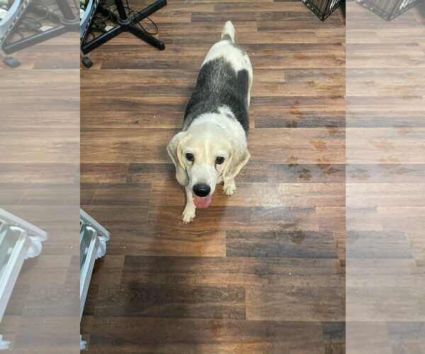Medium Photo #7 Beagle Puppy For Sale in Las Vegas, NV, USA