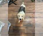 Small #6 Beagle