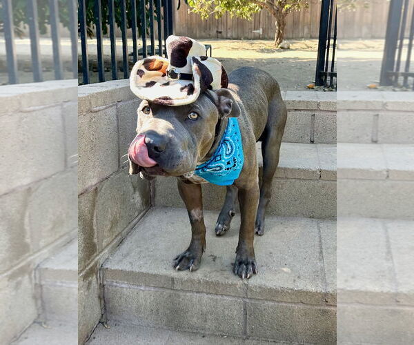 Medium Photo #10 American Pit Bull Terrier-Chinese Shar-Pei Mix Puppy For Sale in Redlands, CA, USA