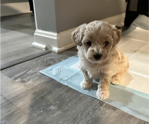 Medium Photo #14 YorkiePoo Puppy For Sale in MONTGOMERY VILLAGE, MD, USA