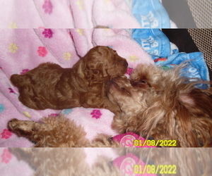 Poodle (Miniature) Puppy for sale in DULUTH, GA, USA