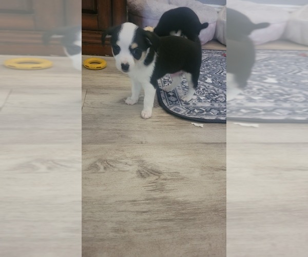 Medium Photo #1 Chihuahua Puppy For Sale in CARSON CITY, NV, USA