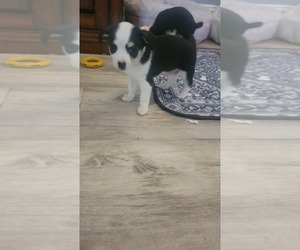 Chihuahua Puppy for sale in CARSON CITY, NV, USA