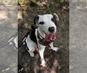 American Pit Bull Terrier-Unknown Mix Dogs for adoption in Germantown, OH, USA