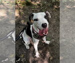 Tommy Boy - Male American Pit Bull Terrier-Unknown Mix Dog for Adoption - Small photo