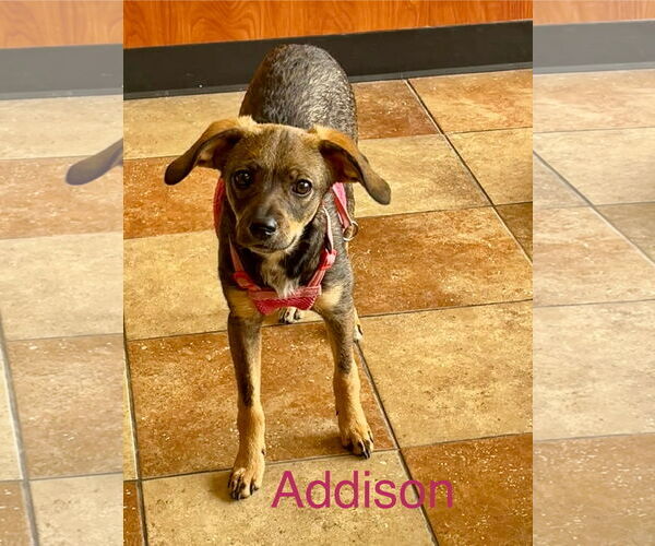 Medium Photo #2 Chihuahua-Unknown Mix Puppy For Sale in Topeka, KS, USA