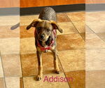 Small #1 Chihuahua Mix