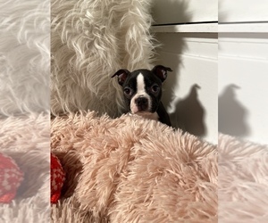 Boston Terrier Puppy for sale in SYLMAR, CA, USA