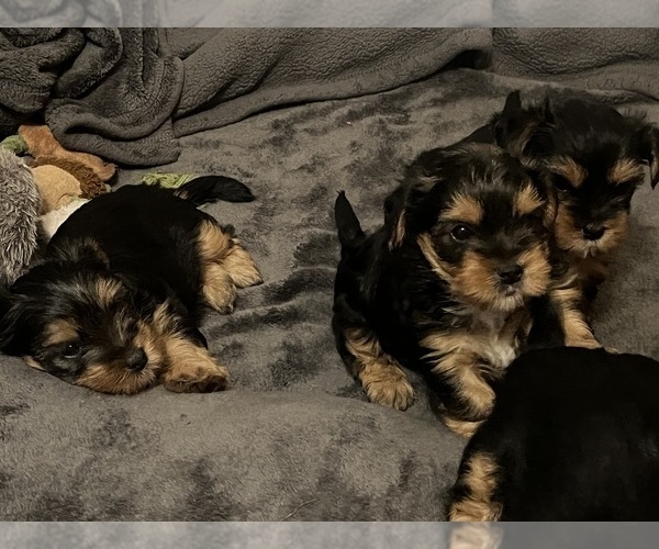 Medium Photo #4 Yorkshire Terrier Puppy For Sale in CHICAGO, IL, USA