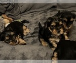 Small #3 Yorkshire Terrier