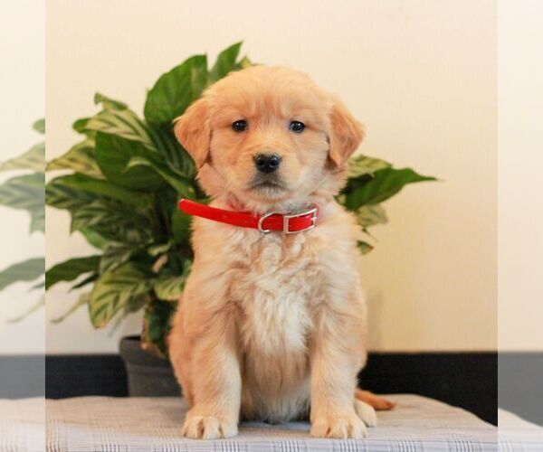 Medium Photo #1 Golden Retriever Puppy For Sale in LITITZ, PA, USA