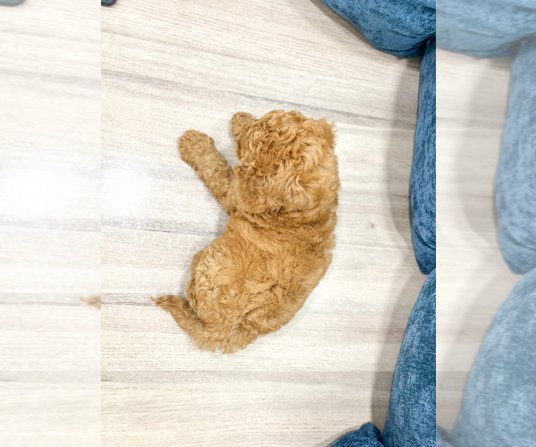 Medium Photo #4 Miniature Labradoodle Puppy For Sale in MILLERSBURG, OH, USA