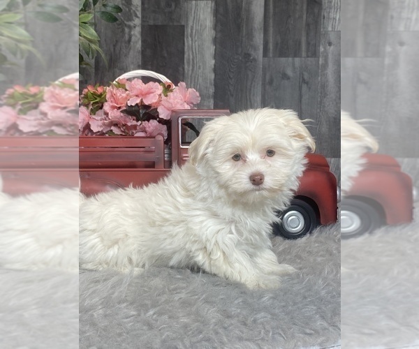 Medium Photo #3 Havanese Puppy For Sale in CANOGA, NY, USA
