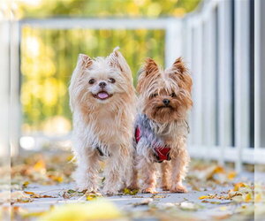 Mutt Dogs for adoption in Dedham, MA, USA