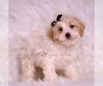 Small Photo #73 Maltipoo (Miniature) Puppy For Sale in WARSAW, IN, USA
