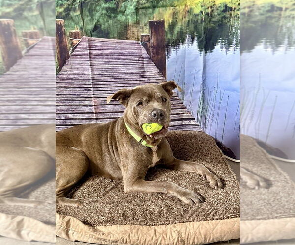 Medium Photo #7 Mutt Puppy For Sale in San Leon, TX, USA