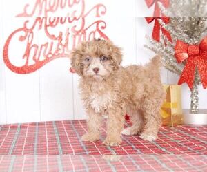 Poodle (Miniature) Puppy for sale in BEL AIR, MD, USA