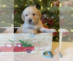 Golden Retriever Puppy for sale in OKC, OK, USA
