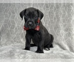 Small Photo #1 Great Dane Puppy For Sale in LAKELAND, FL, USA