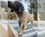 Small Photo #3 German Shorthaired Pointer Puppy For Sale in WOODLAND PARK, CO, USA