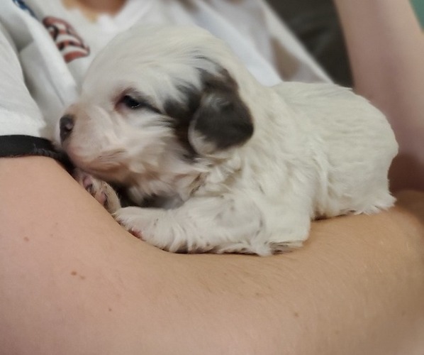 Medium Photo #6 Bernedoodle (Miniature) Puppy For Sale in LEETONIA, OH, USA