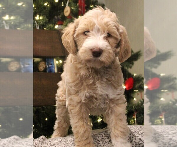 Medium Photo #1 Miniature Labradoodle Puppy For Sale in MOUNT VERNON, WA, USA
