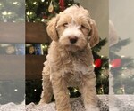 Small Photo #1 Miniature Labradoodle Puppy For Sale in MOUNT VERNON, WA, USA