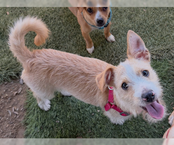 Medium Photo #3 Mutt Puppy For Sale in Ventura, CA, USA