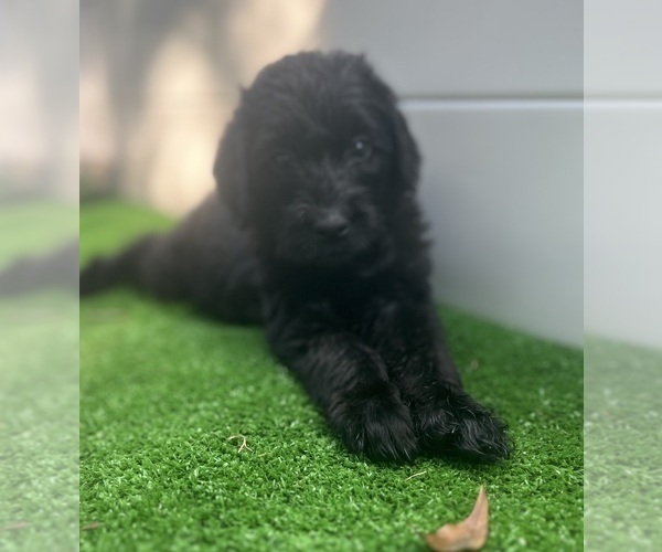Medium Photo #25 Labradoodle Puppy For Sale in WAVERLY, VA, USA