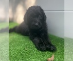 Small #24 Labradoodle