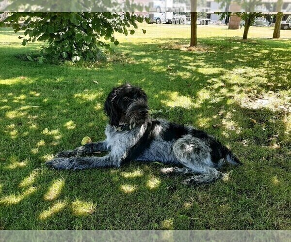 Medium Photo #1 German Wirehaired Pointer Puppy For Sale in BOW, WA, USA