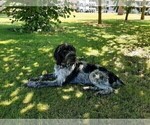 Small Photo #1 German Wirehaired Pointer Puppy For Sale in BOW, WA, USA