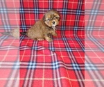 Small #3 Shorkie Tzu