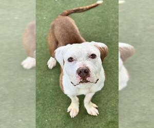 American Pit Bull Terrier-Unknown Mix Dogs for adoption in Boston, MA, USA