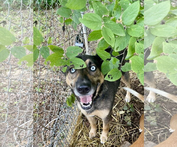Medium Photo #2 German Shepherd Dog-Unknown Mix Puppy For Sale in Green Forest, AR, USA