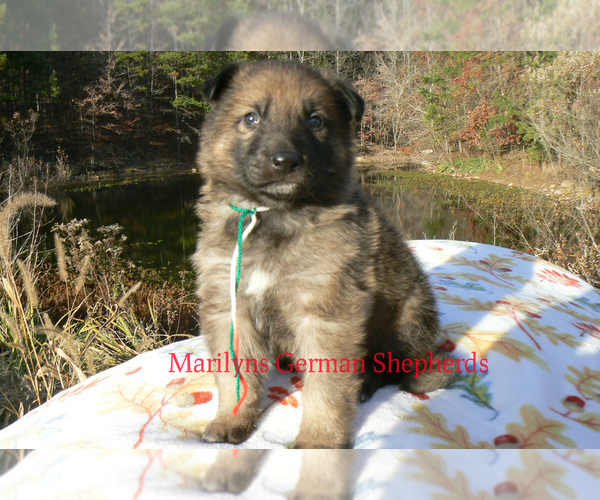 Medium Photo #4 German Shepherd Dog Puppy For Sale in PIEDMONT, MO, USA