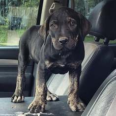 Presa Canario Puppy for sale in LOUISVILLE, KY, USA