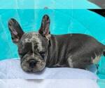 Small #32 French Bulldog